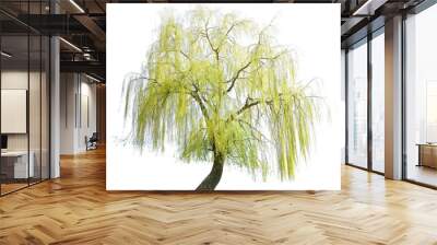 weeping willow in spring isolated on a white background. weeping willow isolate on a white background. White Willow (Salix Alba) isolated on white background Wall mural