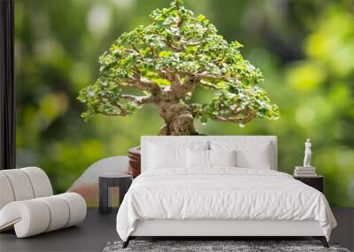 Asian woman's hand holding a little bonsai plant that is growing in a brown pot in a natural setting that is highlighted by the sun's orange rising rays. planting bonsai trees in a garden Wall mural