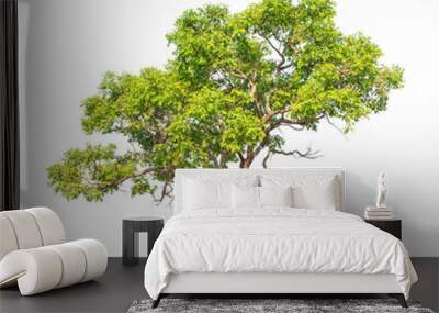 Tembusu (Fagraea fragrans), tropical tree in Thailand Wall mural