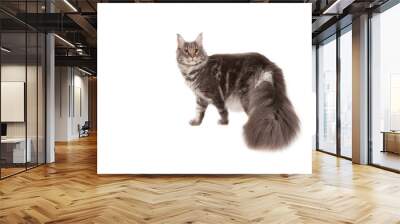 Maine coon Wall mural