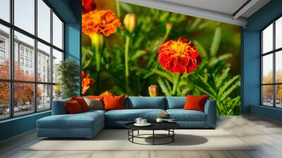 tagetes patula, the French marigold, is a species of flowering plant in the family Asteraceae, native to Mexico and Guatemala with some naturalized populations in many countries. Wall mural