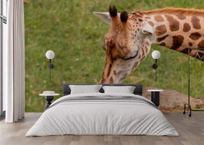 a giraffe grazing in a green meadow Wall mural