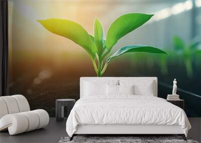 A young green plant grows healthily in rich soil, bathed in warm sunlight. Wall mural