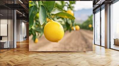 Close-up of a ripe yellow lemon hanging from a tree branch in a sunny orchard. Wall mural