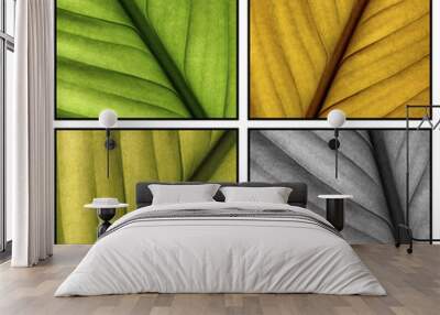 multi colored leafs Wall mural