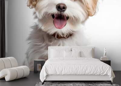 Smile maltipool Maltese poodle puppy little dog pet teddy brown white isolated Wall mural