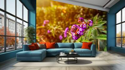 Purple of heliotrope flowers with autumn light effect background. Wall mural