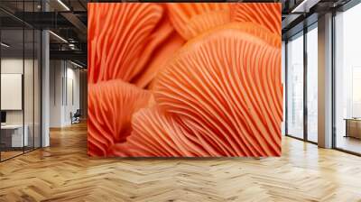 pink oyster mushroom Wall mural