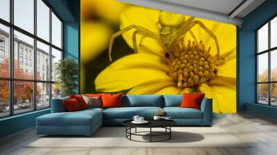 yellow spider on flower Wall mural