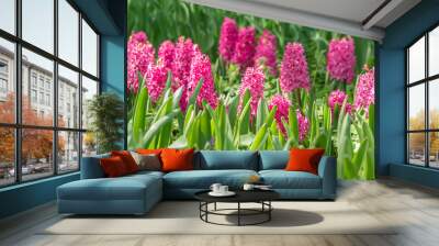 field of pink blooming hyacinth flowers in spring garden Wall mural