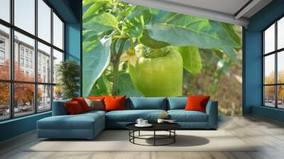 Growing organic green bell paper n fegetable garden. Eco healthy food concept Wall mural