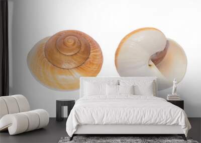 two sides of shark eye sea shell isolated on white background with clipping path Wall mural