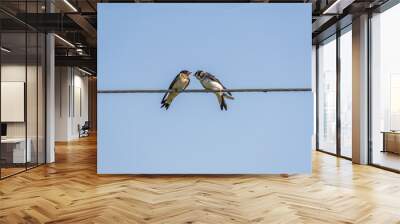 two swallows communicating on electric wire Wall mural