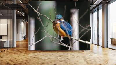 Kingfisher
 Wall mural