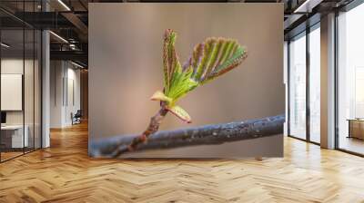 Closeup of alder tree bud in red and green colours in spring  Wall mural