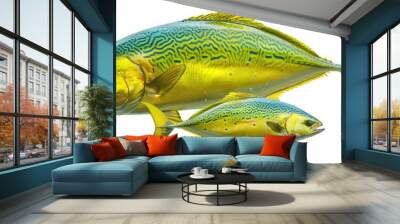 A pair of dorado fish of various sizes displayed against a blank white background with plenty of room for text or other elements in the image. Copy space image. Place for adding text and design Wall mural