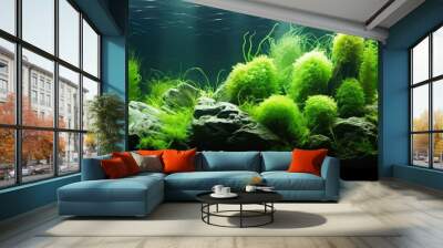 Aquarium with aquatic plants and stones Wall mural