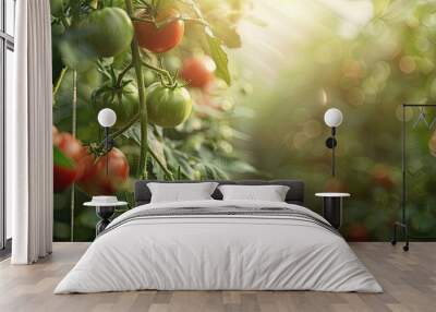 Beautiful ripe red and green tomatoes cultivated on a farm featuring organic natural agriculture practices. Copy space image. Place for adding text and design Wall mural