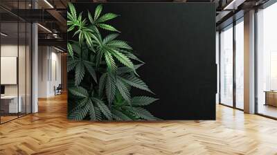 Close up image of a cannabis plant on a black background showcasing hemp leaves marijuana seeds and THC and CBD benefits with copy space image Wall mural