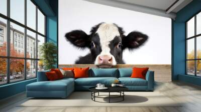 Close up portrait of a young calf isolated on a white background with copy space image within a white hutch on a farm Wall mural