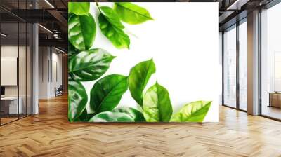 Fresh natural green leaves isolated on a white background. Copy space image. Place for adding text and design Wall mural