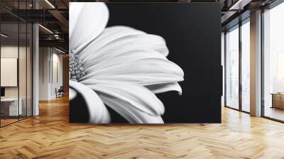 Macro close up of a daisy head flower with a blurred background isolated in black and white featuring a creative floral springtime theme. Copy space image. Place for adding text and design Wall mural