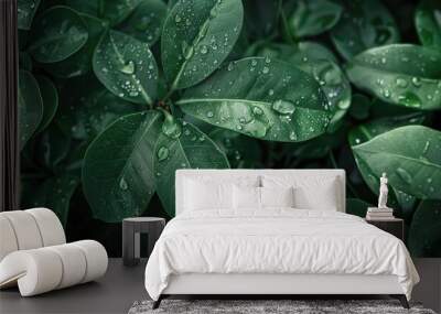 Moisture droplets gracing the leaves ample copy space image Wall mural