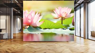 Pink lotus flower blooming in a pond surrounded by nenuphar flowers and leaves in summer Macro close up shot of the high quality image with copy space Wall mural