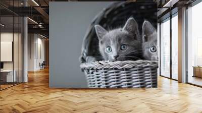 Two adorable grey Russian Blue kittens are in a grey basket against a grey background gazing at the camera One appears shy peeking over the edge while the other is slightly bolder. Copy space image Wall mural