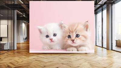 Two Highland kittens from Scotland on a black and isolated pastel background Copy space Wall mural