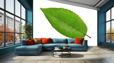     cherry tree leaf isolated on a white Wall mural