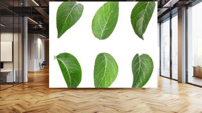 Apple tree leaf isolated on a white Wall mural