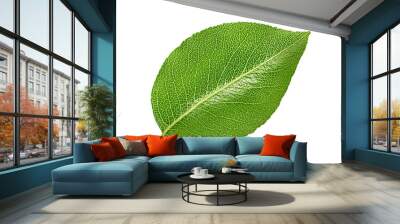 Cherry  leafs isolated on white Wall mural