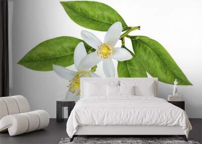 Lemon flower isolated on white background Wall mural