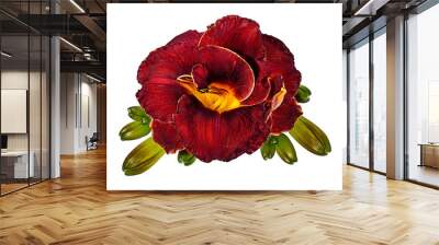 Lilly flower on white background Wall mural