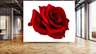 rose isolated on white background Wall mural