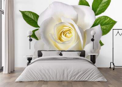 white rose isolated on white Wall mural