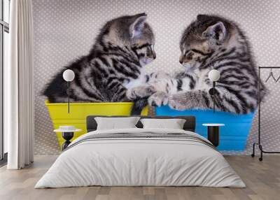 Two young kittens looking at each other while in trays on poka d Wall mural