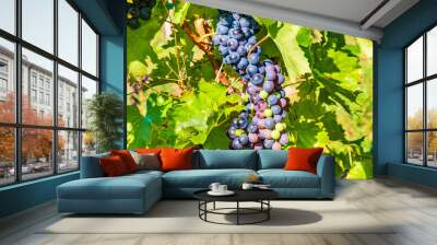 A close-up of grapes hanging in a vineyard in summer morning, Plesivica, Croatia Wall mural