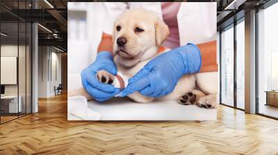 Veterinary healthcare professional hands put bandage on cute labrador puppy leg Wall mural