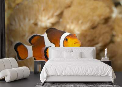 Clownfish Wall mural