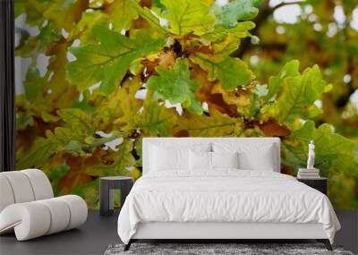 bright leaves of autumn oak, yellow-green on a tree. Wall mural