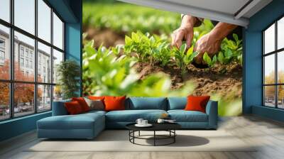 Close up of man s hands picking fresh tea leaves in a bright summer field under abundant sunlight Wall mural