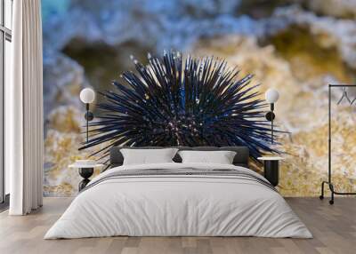 close-up sea urchin on rock with blue sea in background. Paracentrotus lividus Wall mural