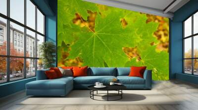 Colored maple leaves in the fall. well convey the mood of autumn. close up Green maple leaves. Wall mural