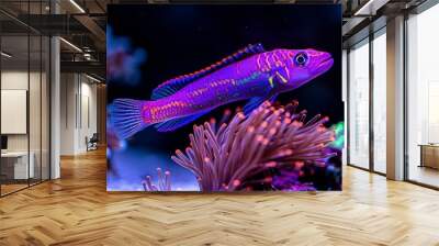 Royal gramma fish swimming among colorful corals in saltwater aquarium environment Wall mural