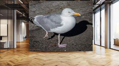 European herring gull (Larus argentatus) Wall mural