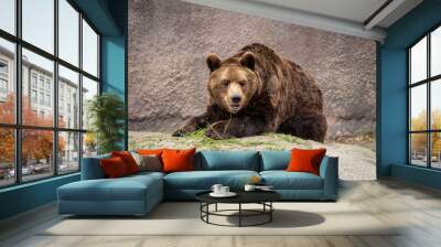 The brown bear (Ursus arctos) Wall mural