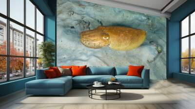 A tropical cuttlefish on the sand Wall mural