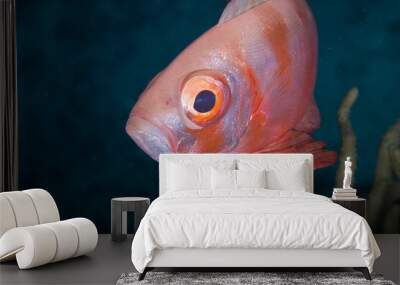 Curious red fish eye closeup view Wall mural